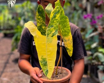 Philodendron Billietiae variegado de tres hojas, planta grande viva (foto real)
