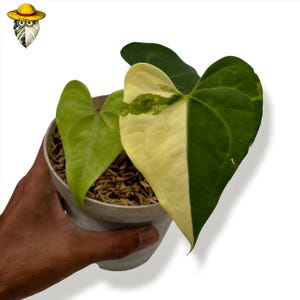 bonsai weiße punkte blätter Tipps zur Pflege deiner Pflanze : Ficus microcarpa ginseng –  PflanzenFuerAlle