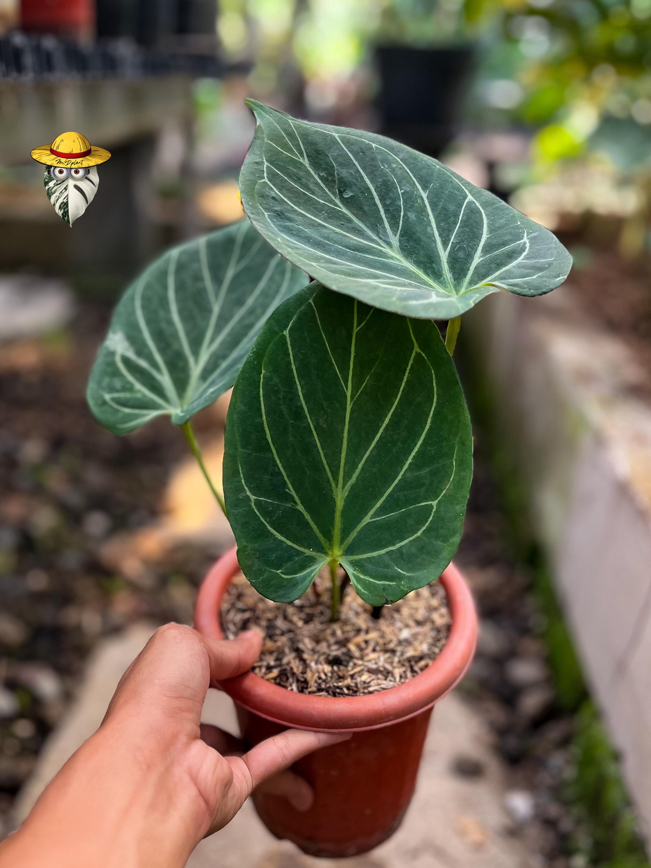 Anthurium King of Spades Butterfly - Etsy