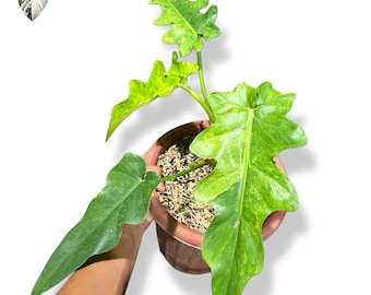 philodendron pink princess black cherry Philodendron Pink Princess Black Cherry