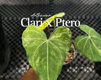 Anthurium Clarinervium X Pterodáctilo Abigarrado / Imagen real / Aroides híbrido raro