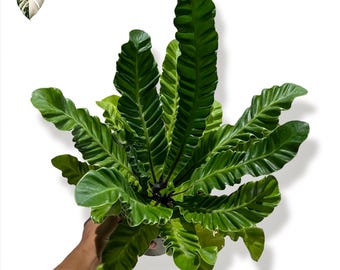 Asplenium Nidus lasagne levande växt - sällsynta inomhusplantor Real Photo