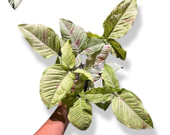 Planta viva abigarrada Syngonium Milk Confetti (foto real)