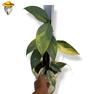 Philodendron Hastatum Variegated - Etsy