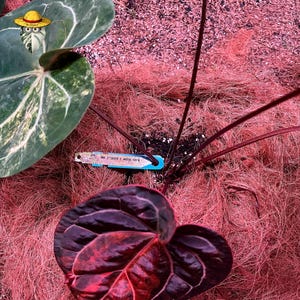 May include: An Anthurium plant featuring a large, heart-shaped leaf with deep dark purple and red variegated tones, alongside a second green leaf with white variegation. A blue plant identification tag is inserted into the soil near the stems.