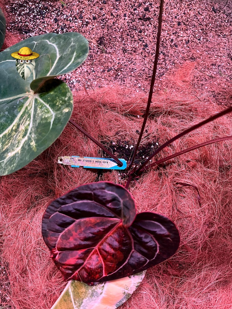 May include: An Anthurium plant featuring a large, heart-shaped leaf with deep dark purple and red variegated tones, alongside a second green leaf with white variegation. A blue plant identification tag is inserted into the soil near the stems.