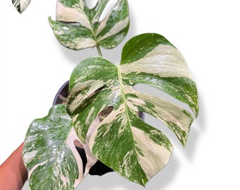 Monstera albo tigre blanc panaché (photo réelle) plante réelle feuilles uniques