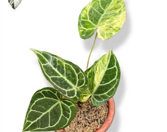 Anthurium Crystallinum Variegated Rare Aroid Plant Live (Aggiorna foto reale)