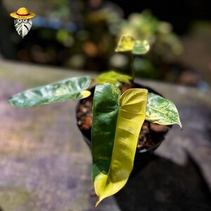Può includere: Primo piano di una pianta in vaso con foglie variegate. Le foglie presentano un mix di verde e giallo, creando un contrasto vibrante. La pianta è in un vaso nero, con uno sfondo sfocato di altre piante.