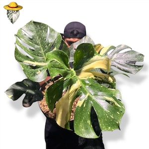 Monstera Starlight - Etsy