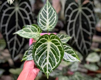Anthurium Dorayaki Silver X Magnificum Starter Plant (ALL STARTER