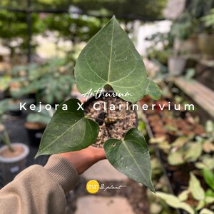 Anthurium Kejora x Clarinervium / Ibrido a foglia di velluto / Immagine di pianta reale