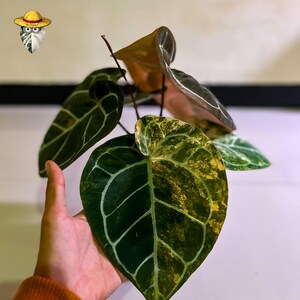 Anthurium Michelle x Bumblebee Variegated – Etablerad moderplanta | Stort sammetsblad | Sällsynt samlarhybrid bild 2