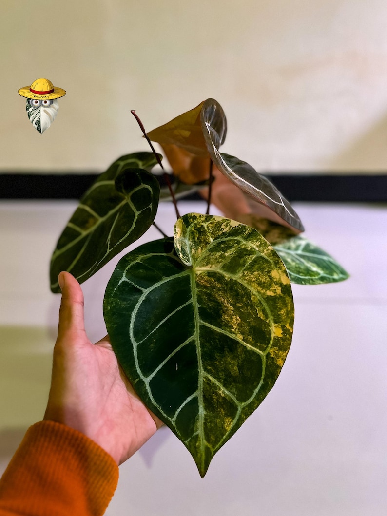 Anthurium Michelle x Bumblebee Variegated – Etablerad moderplanta | Stort sammetsblad | Sällsynt samlarhybrid bild 2