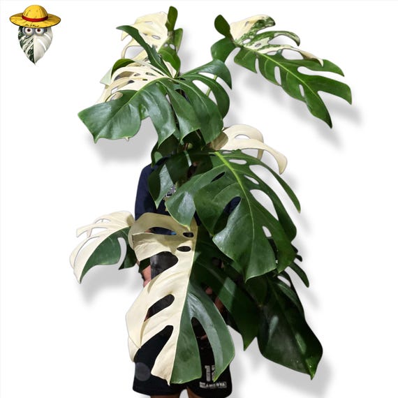hanging philodendron Hanging Philodendron / 