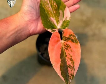 Anthurium Cutting Red Phoenix Variegated Hybrid Black Venom X Rvdp Anthurium Real Live Plant