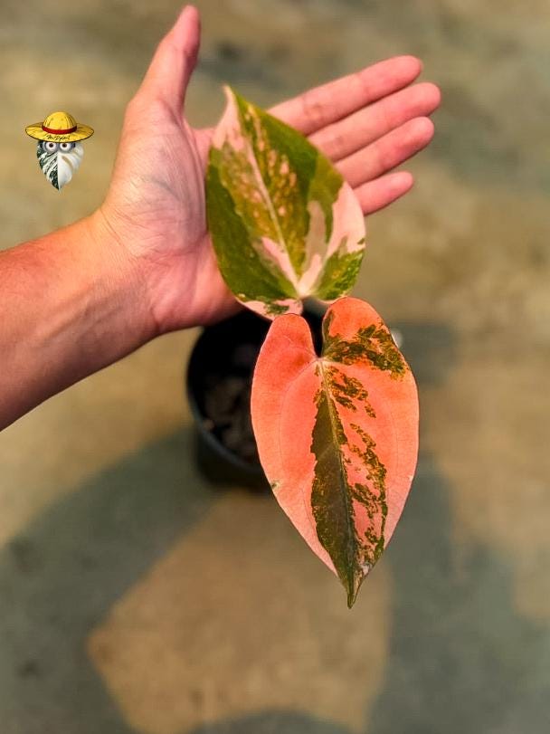 Dark Phoenix Anthurium - Etsy Finland