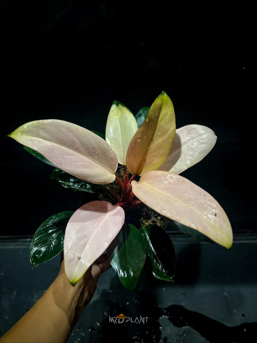 Philodendron Pink Congo Variegated (real Photo) Live House Plant - Etsy