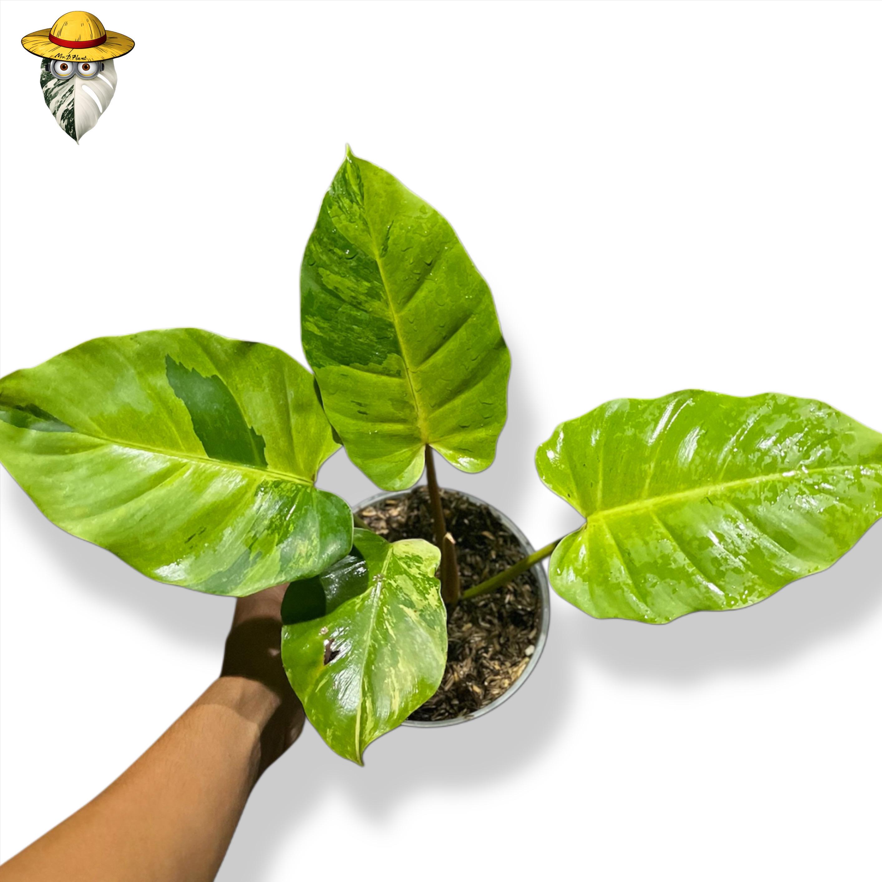 Philodendron jungle fever - Etsy 日本