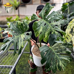Monstera Oceana - Etsy
