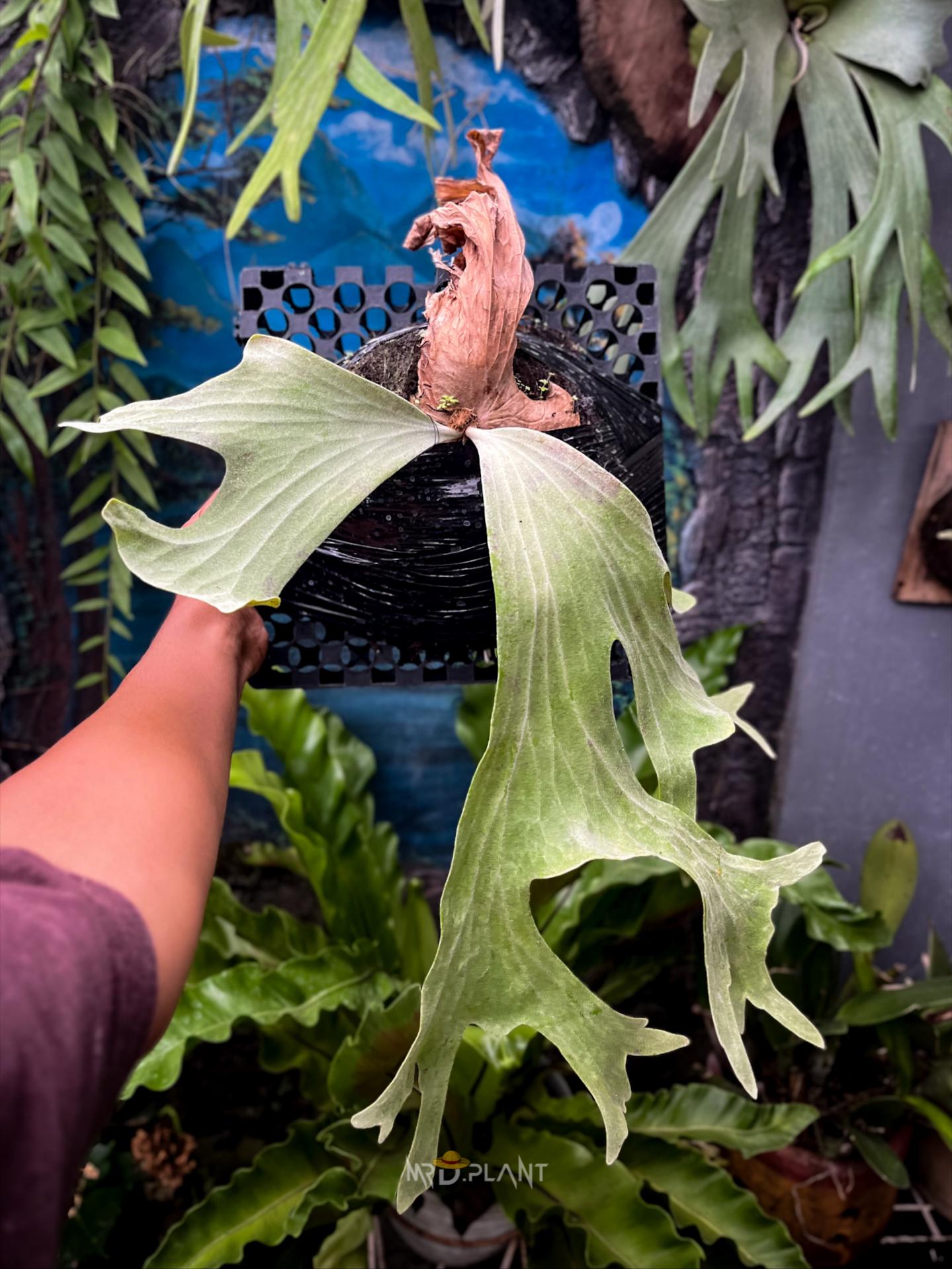 Platycerium Wallichii Wild プラティセリウム ワリチー ワイルド