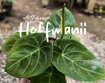 Anthurium Hoffmanii | Real Picture | Rare Tropical Aroid