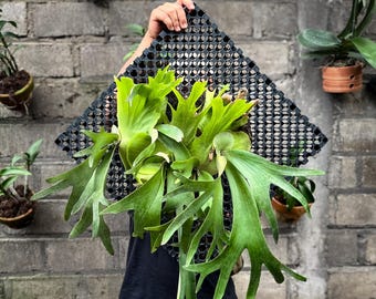 Platycerium Willinckii 'thousands of Arrows Fired' Staghorn Fern