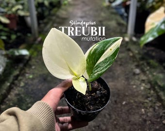 saatgut sale Hornbeam seeds for sale - forestry seeds in forestry quality