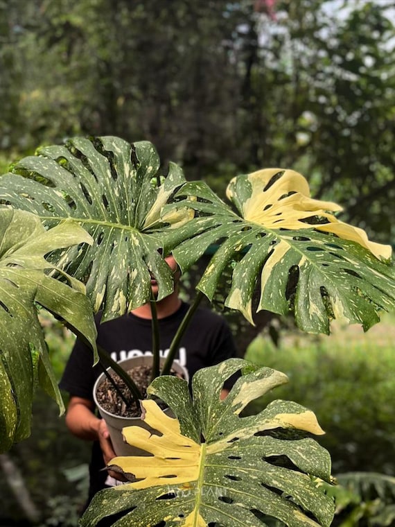 モンステラ・ポトス Yellow Monster (Mature plant) Rare Monstera Deliciosa Yellow Star Variegated Mature Big Size