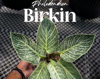 Philodendron Birkin  Variegated Indoor Plant | Easy Care Tropical  Houseplant | Real Pictures - Etsy Israel
