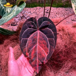 May include: A heart-shaped Anthurium leaf featuring a deep black base color with prominent, vibrant red variegation and distinct, light-colored veins. The leaf has a smooth, matte texture and is positioned upright with thin, dark stems extending upward.