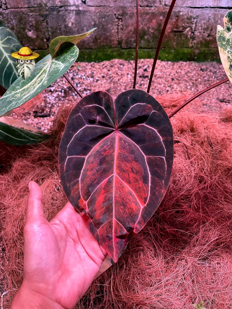 May include: A heart-shaped Anthurium leaf featuring a deep black base color with prominent, vibrant red variegation and distinct, light-colored veins. The leaf has a smooth, matte texture and is positioned upright with thin, dark stems extending upward.