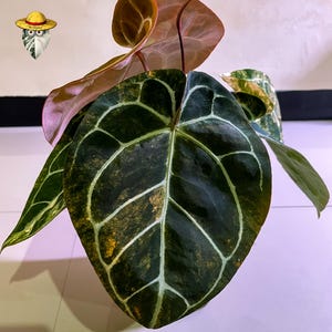 Anthurium Michelle x Bumblebee Variegated – Etablerad moderplanta | Stort sammetsblad | Sällsynt samlarhybrid bild 3