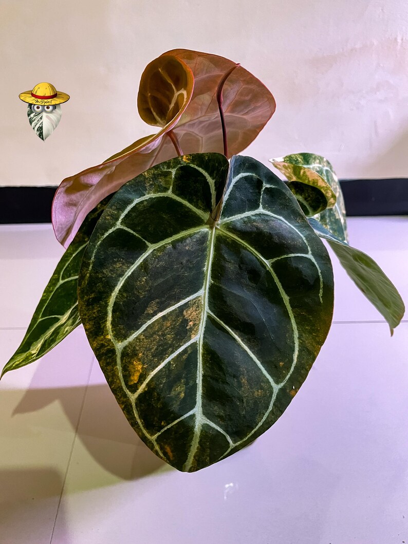 Anthurium Michelle x Bumblebee Variegated – Etablerad moderplanta | Stort sammetsblad | Sällsynt samlarhybrid bild 3