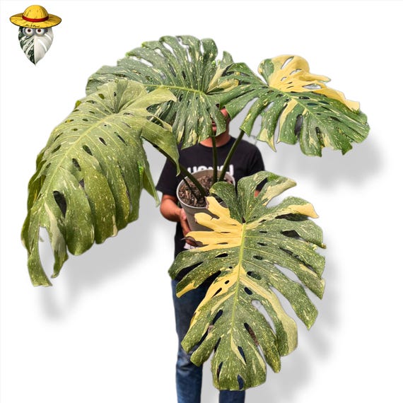 Rare Monstera Deliciosa Yellow Star Variegated Mature Big Size Leaves Live  Plant - Etsy