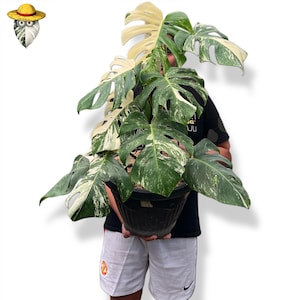 Monstera Albo White Tiger Variegated Big Size Form Live Plant (Real Photo)