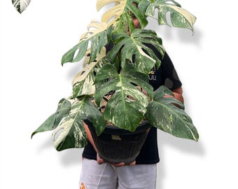 Monstera White Tiger Variegated | free phythosanitary certificate - Etsy.de