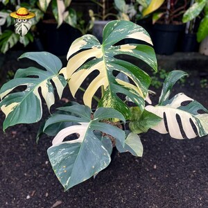 May include: A potted Monstera plant with large, split leaves. The leaves are a mix of dark green and creamy white variegation. The plant is surrounded by other plants in black pots, with a dark soil base.