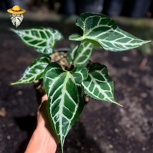 Peut inclure: Plante d'Anthurium crystallinum avec des feuilles vert foncé et des nervures blanches proéminentes. La plante est dans un pot noir, et les feuilles ont une forme de cœur. La plante est tenue par une personne.