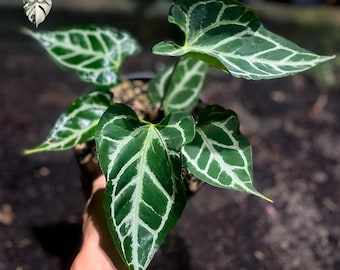 Anthurium (SKG Silver X Red Crystallinum) X Anthurium Dorayaki