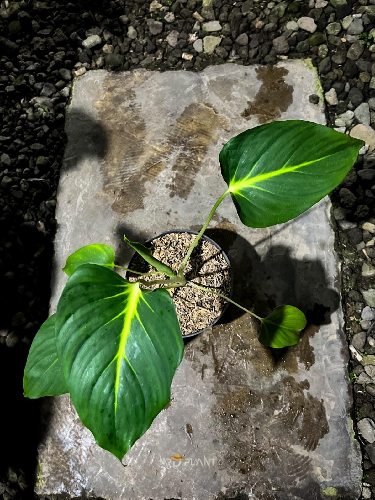 Homalomena sp.