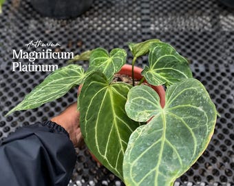 Anthurium Magnificum Platinum / Imagen real / Terciopelo raro abigarrado / Planta tropical