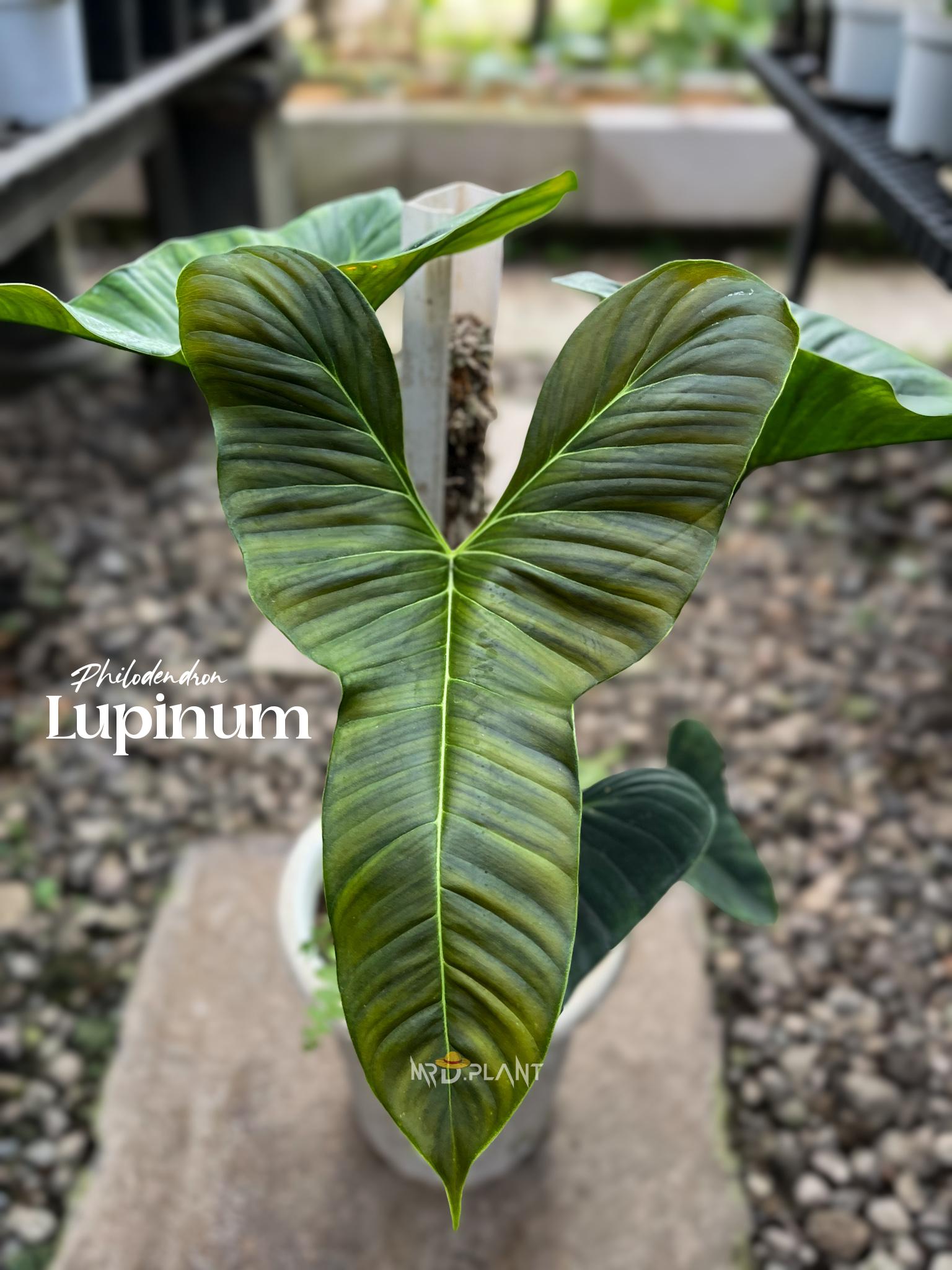 Philodendron Lupinum | Real Picture | Rare Tropical Aroid | Heart Shape  Velvet Leaf - Etsy Israel
