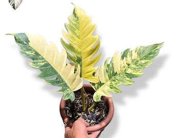 フィロデンドロン キャラメルマーブル 斑入り 中型 生きた植物（実物写真）