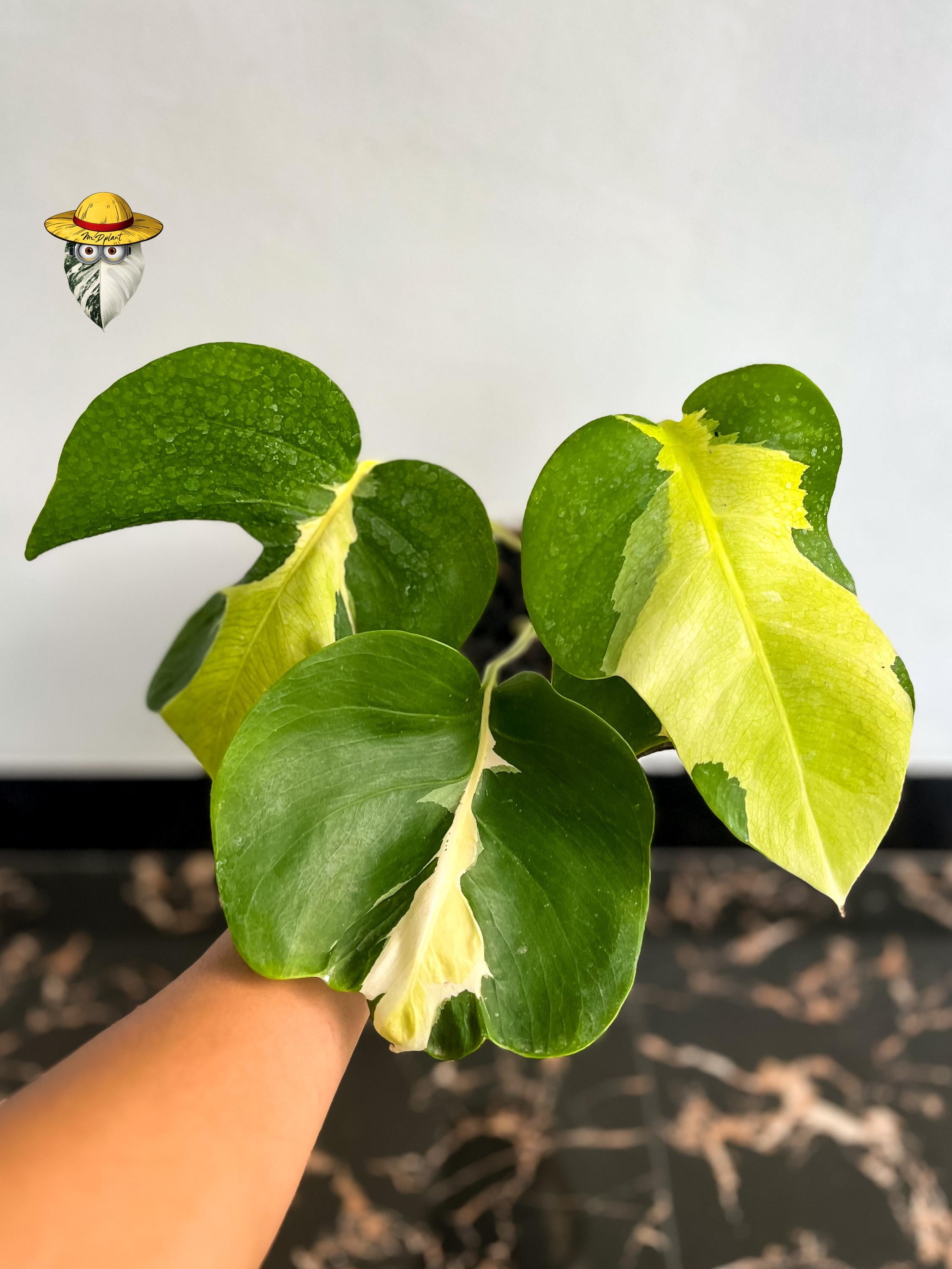 モンステラ ホワイトラヴァ モンステラ ホワイトゴースト ラヴァ？ : r/RareHouseplants