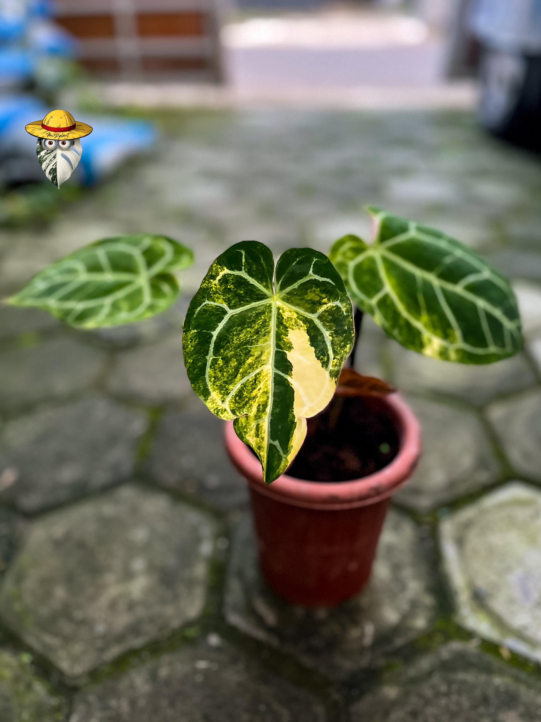 Anthurium michelle - Etsy 日本