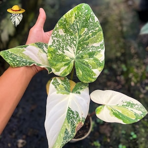 Pode incluir: Close-up de uma planta variegada com folhas grandes em forma de coração. As folhas exibem padrões brancos, verde claro e verde escuro. A planta está em um vaso pequeno, com um fundo desfocado.