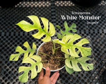 ラフィドフォラ ホワイトモンスター - Etsy 日本