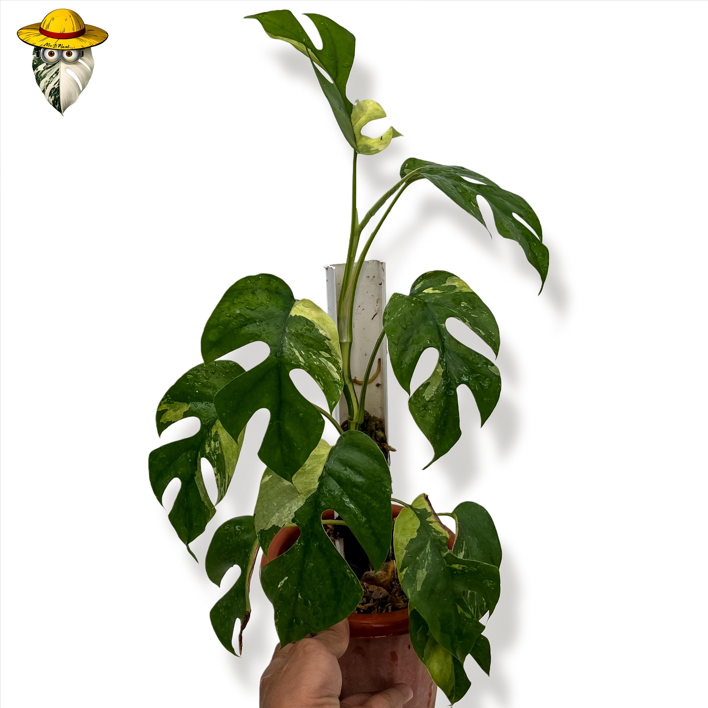 Variegated rhaphidophora - Etsy 日本