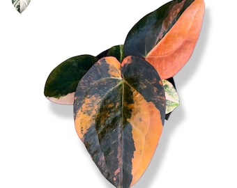 アンスリウム エース オブ スペード (AOS) x レッド ベイン ダーク